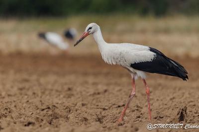 Cigogne blanche