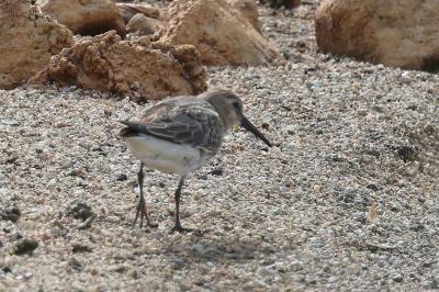Bécasseau variable