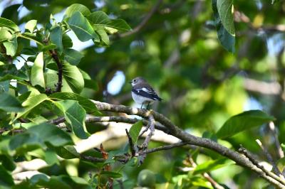 Gobemouche noir