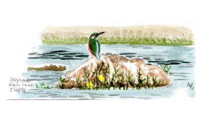 Martin-pêcheur d'Europe
