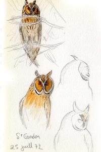 Hibou moyen-duc