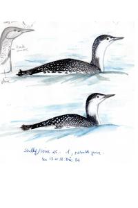 Plongeon catmarin