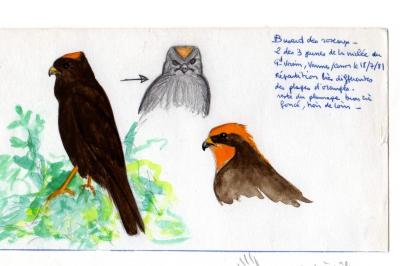 Busard des roseaux