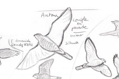Accipiter gentilis