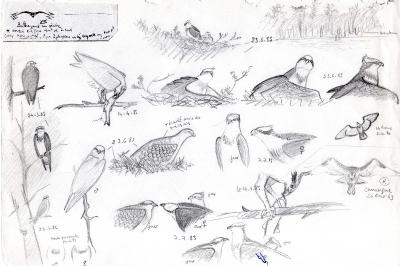 Balbuzard pêcheur