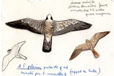 Faucon pèlerin