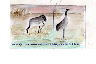 Grus grus