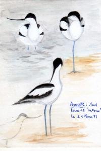 Avocette élégante