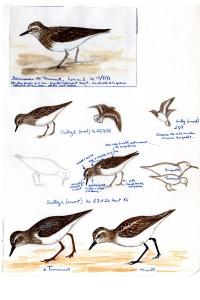 Bécasseau de Temminck