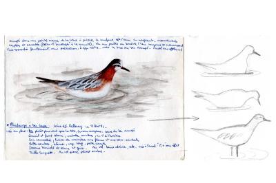 Phalarope à bec large