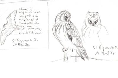 Hibou des marais