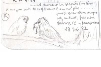 Hibou moyen-duc