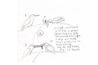 Alcedo atthis