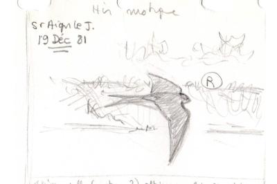 Hirondelle rustique