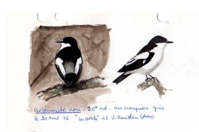 Gobemouche noir