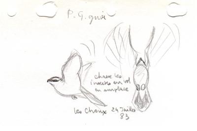 Pie-grièche grise