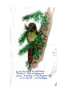 Bec-croisé des sapins