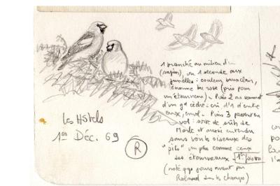 Coccothraustes coccothraustes