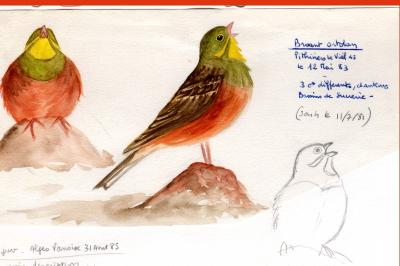 Bruant ortolan