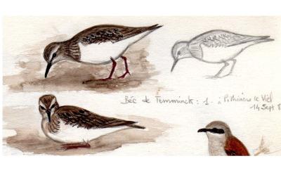 Bécasseau de Temminck
