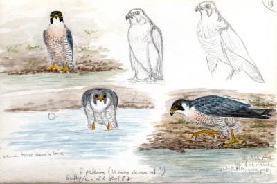 Falco peregrinus