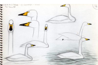 Cygne chanteur