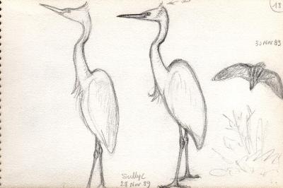 Grande Aigrette