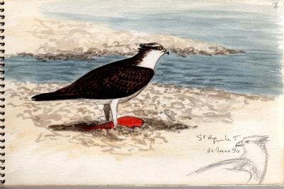 Balbuzard pêcheur