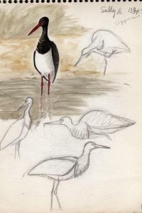 Cigogne noire
