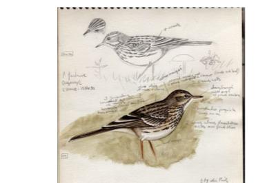 Pipit farlouse