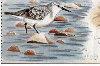 Bécasseau sanderling