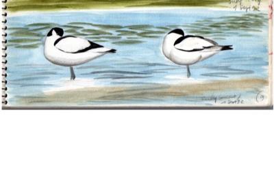Avocette élégante