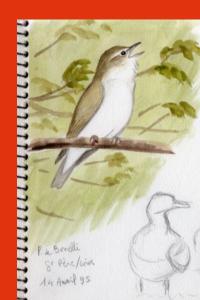 Pouillot de Bonelli