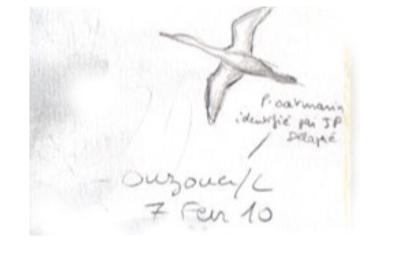 Plongeon catmarin