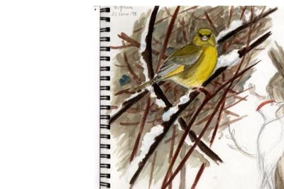 Verdier d'Europe