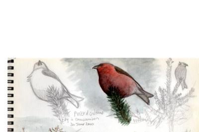 Bec-croisé des sapins