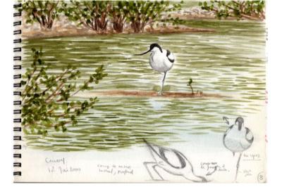 Avocette élégante