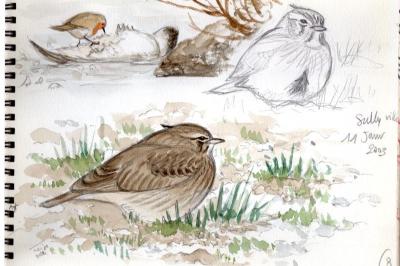 Cochevis huppé