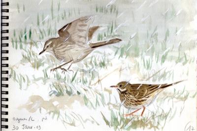 Pipit spioncelle