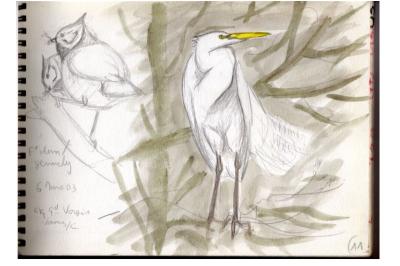 Grande Aigrette