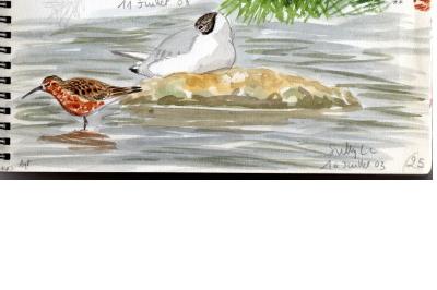 Bécasseau cocorli