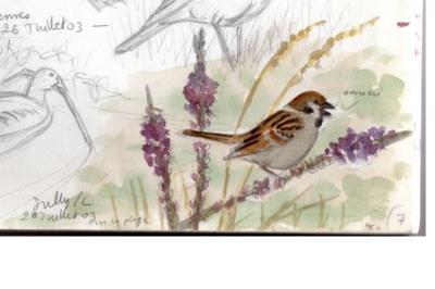 Passer montanus