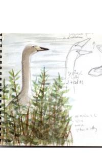 Cygne chanteur