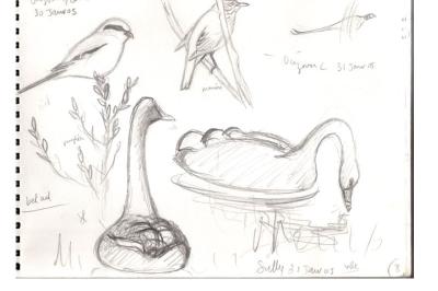 Cygne noir