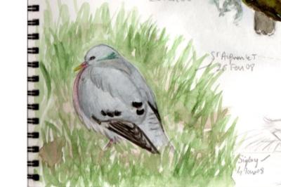 Columba oenas