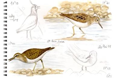 Bécasseau de Temminck