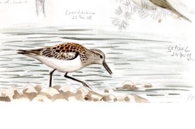 Bécasseau sanderling