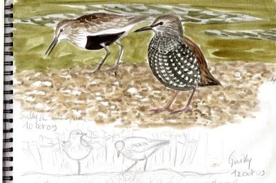 Bécasseau variable