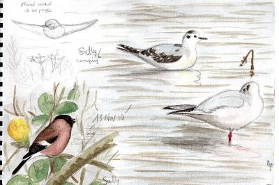 Mouette pygmée