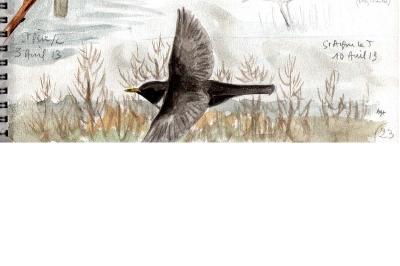Merle à plastron